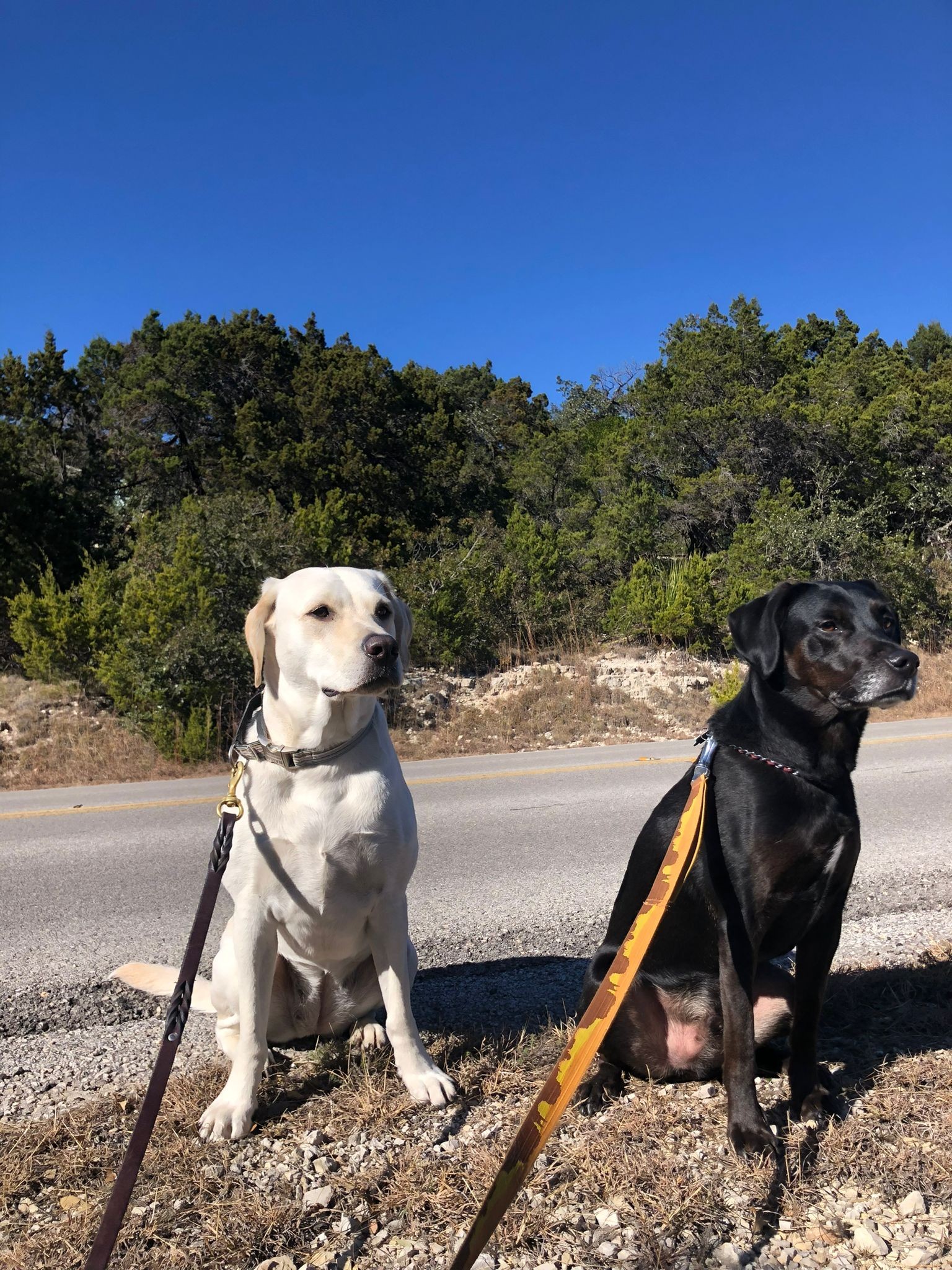 Two dogs on a walk